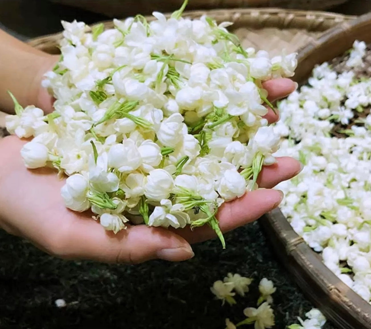 Thé au Jasmin 160g - Une tasse de fraîcheur pour votre quotidien